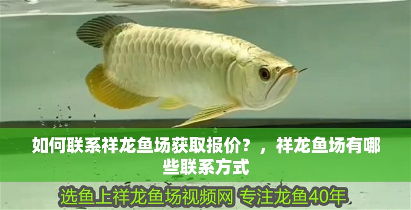 如何聯系祥龍魚場獲取報價?,祥龍魚場有哪些聯系方式