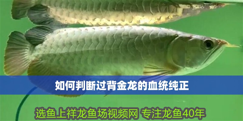 如何判斷過背金龍的血統(tǒng)純正
