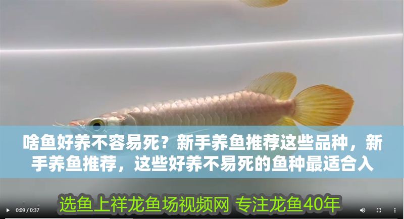 啥魚好養不容易死？新手養魚推薦這些品種，新手養魚推薦，這些好養不易死的魚種最適合入門