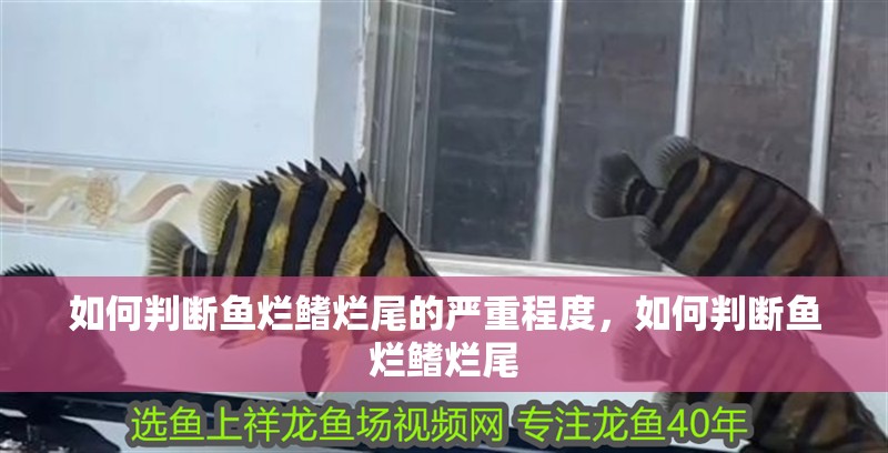 如何判斷魚爛鰭爛尾的嚴重程度，如何判斷魚爛鰭爛尾
