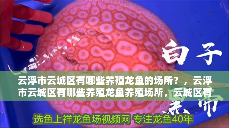云浮市云城區(qū)有哪些養(yǎng)殖龍魚的場所？，云浮市云城區(qū)有哪些養(yǎng)殖龍魚養(yǎng)殖場所，云城區(qū)有哪些大型魚場
