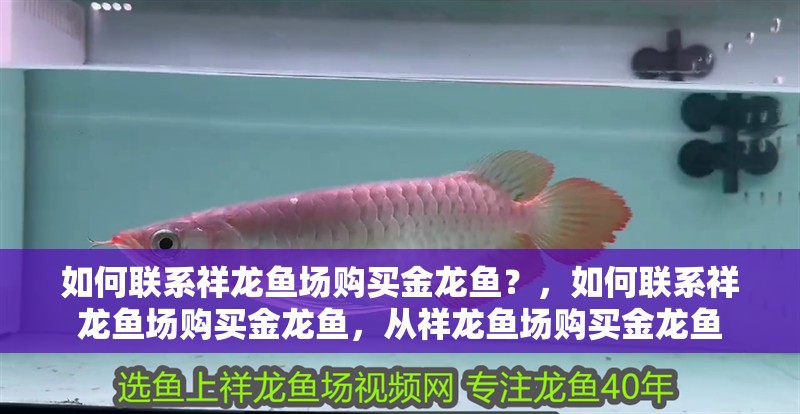 如何聯系祥龍魚場購買金龍魚?,如何聯系祥龍魚場購買金龍魚,從祥龍魚場購買金龍魚
