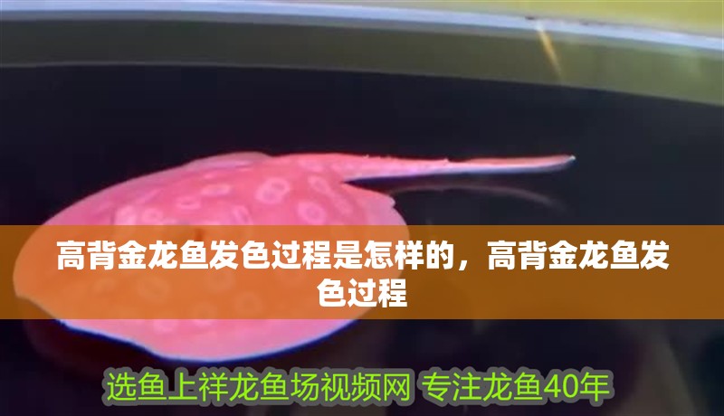 高背金龍魚發色過程是怎樣的，高背金龍魚發色過程