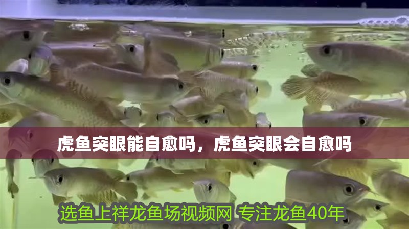 虎魚突眼能自愈嗎，虎魚突眼會自愈嗎