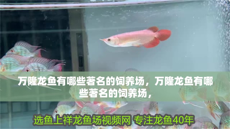 萬隆龍魚有哪些著名的飼養(yǎng)場，萬隆龍魚有哪些著名的飼養(yǎng)場，