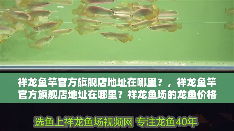 祥龍魚竿官方旗艦店地址在哪里？，祥龍魚竿官方旗艦店地址在哪里？祥龍魚場的龍魚價格是多少？