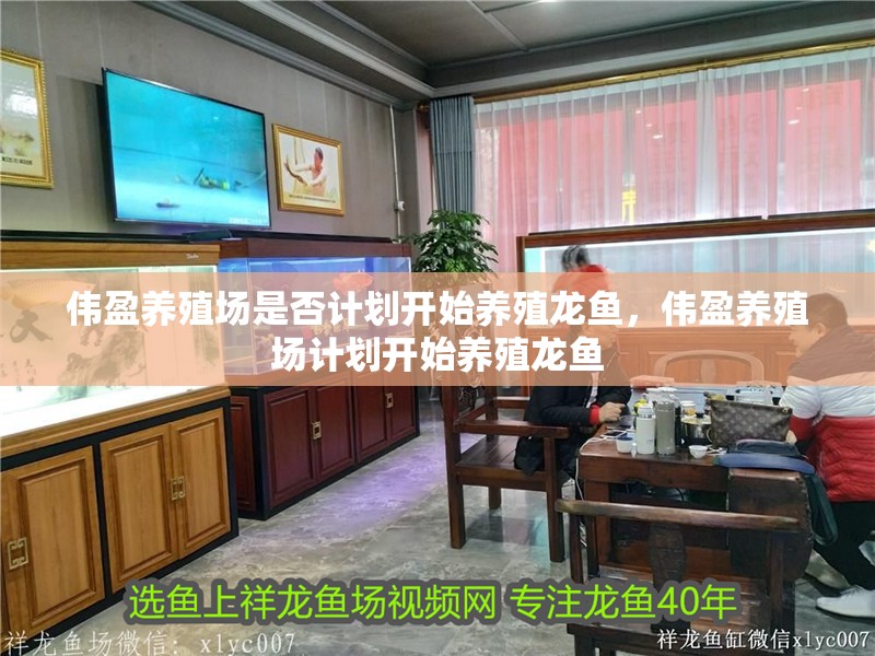 偉盈養殖場是否計劃開始養殖龍魚，偉盈養殖場計劃開始養殖龍魚