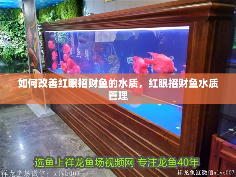 如何改善紅眼招財魚的水質，紅眼招財魚水質管理