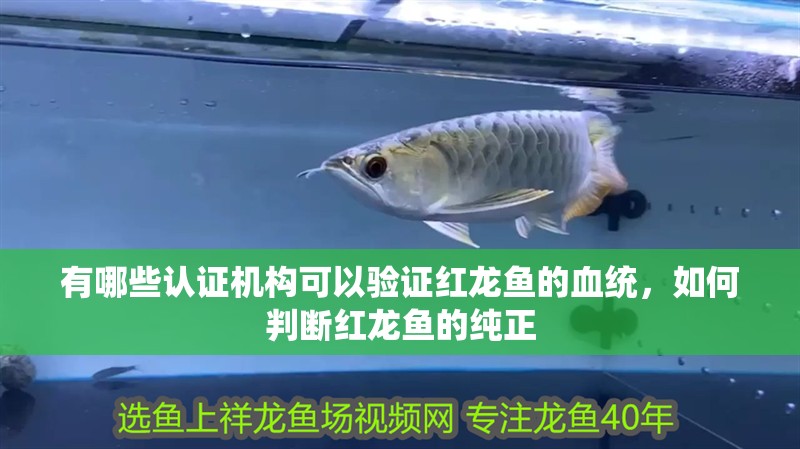 有哪些認證機構可以驗證紅龍魚的血統，如何判斷紅龍魚的純正