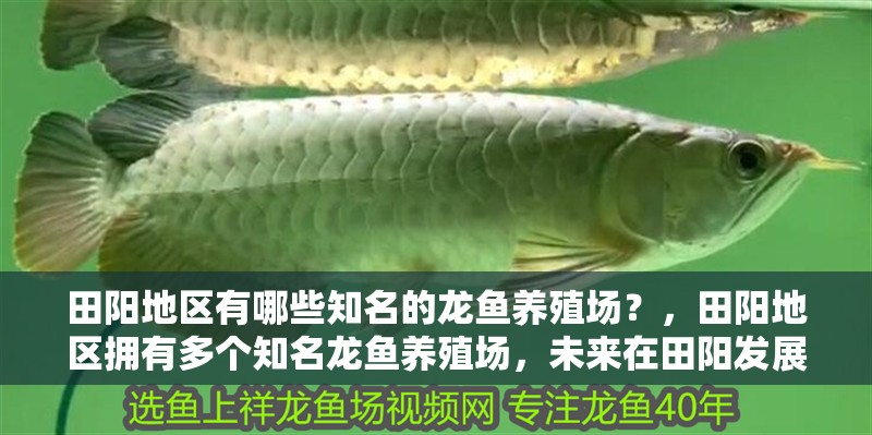 田陽地區有哪些知名的龍魚養殖場？，田陽地區擁有多個知名龍魚養殖場，未來在田陽發展龍魚養殖基地