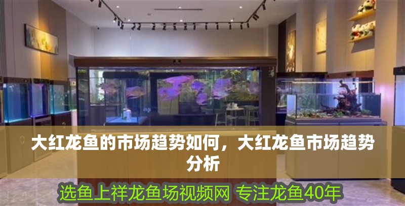 大紅龍魚的市場趨勢如何，大紅龍魚市場趨勢分析