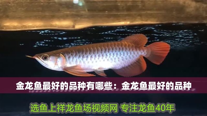金龍魚最好的品種有哪些：金龍魚最好的品種 金龍魚最好的品種有哪些：金龍魚最好的品種 龍魚百科 第2張