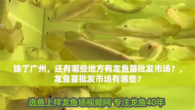 除了廣州,還有哪些地方有龍魚苗批發市場?,龍魚苗批發市場有哪些?