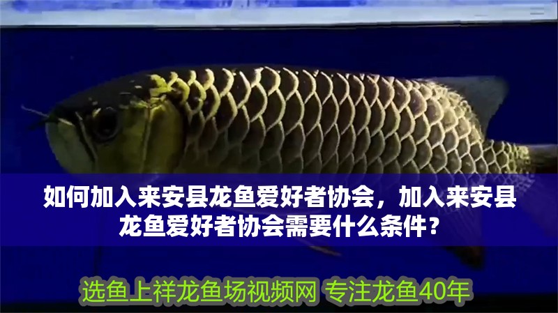 如何加入來安縣龍魚愛好者協會，加入來安縣龍魚愛好者協會需要什么條件？