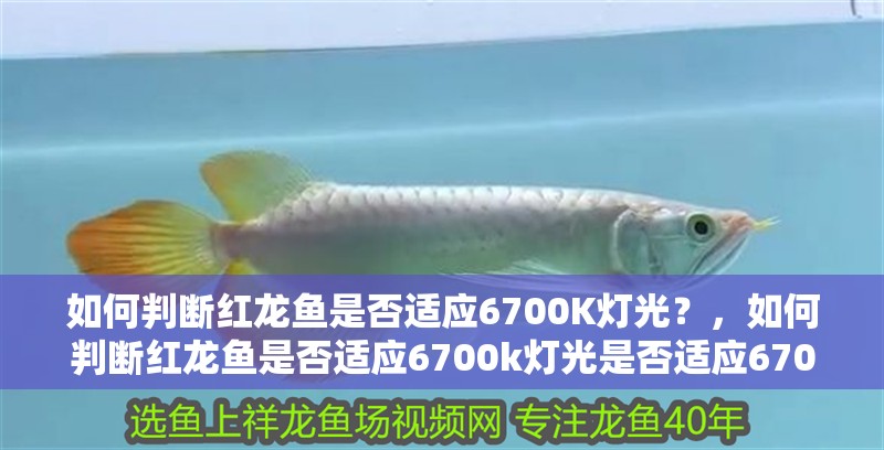 如何判斷紅龍魚是否適應(yīng)6700K燈光？，如何判斷紅龍魚是否適應(yīng)6700k燈光是否適應(yīng)6700k燈光