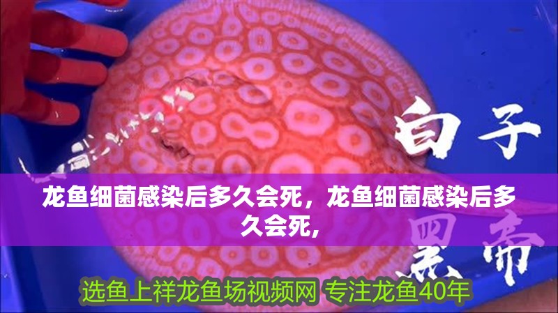 龍魚細(xì)菌感染后多久會死,龍魚細(xì)菌感染后多久會死,