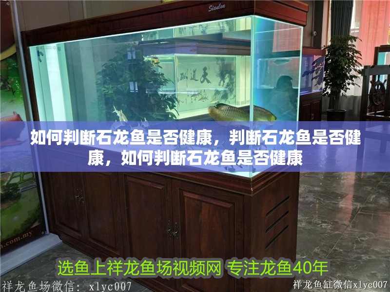 如何判斷石龍魚是否健康,判斷石龍魚是否健康,如何判斷石龍魚是否健康