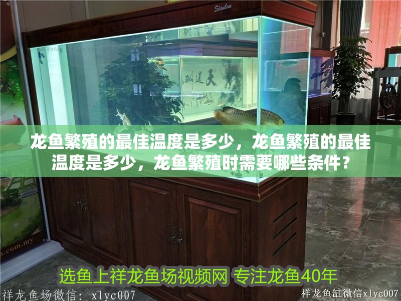 龍魚繁殖的最佳溫度是多少，龍魚繁殖的最佳溫度是多少，龍魚繁殖時需要哪些條件？