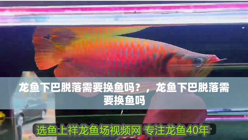 龍魚下巴脫落需要換魚嗎？，龍魚下巴脫落需要換魚嗎