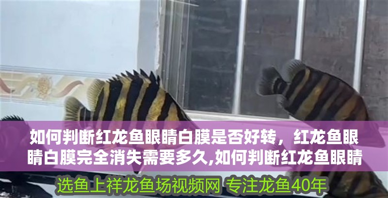 如何判斷紅龍魚眼睛白膜是否好轉，紅龍魚眼睛白膜完全消失需要多久,如何判斷紅龍魚眼睛白膜是否完全康復