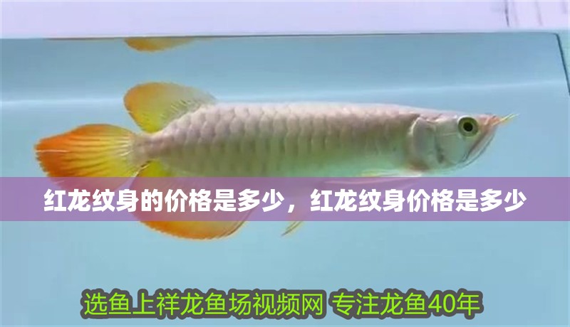 紅龍紋身的價格是多少,紅龍紋身價格是多少