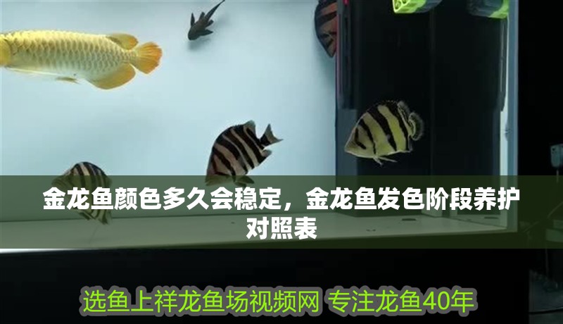 金龍魚顏色多久會穩定，金龍魚發色階段養護對照表