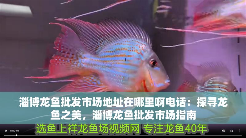 淄博龍魚批發市場地址在哪里啊電話：探尋龍魚之美，淄博龍魚批發市場指南
