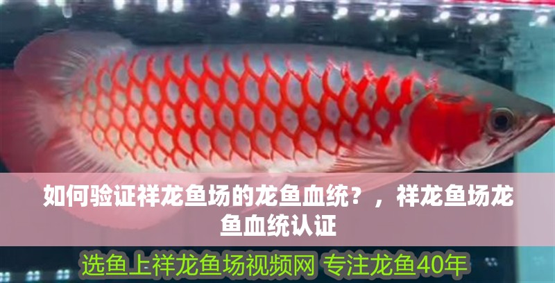 如何驗證祥龍魚場的龍魚血統(tǒng)？，祥龍魚場龍魚血統(tǒng)認證