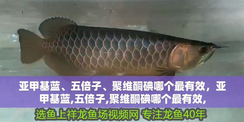 亞甲基藍、五倍子、聚維酮碘哪個最有效，亞甲基藍,五倍子,聚維酮碘哪個最有效,
