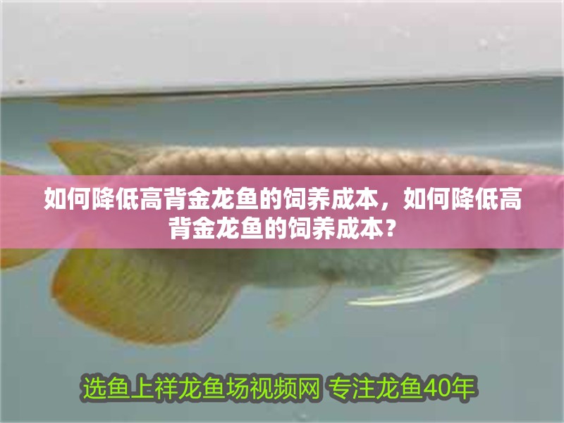 如何降低高背金龍魚的飼養成本，如何降低高背金龍魚的飼養成本？