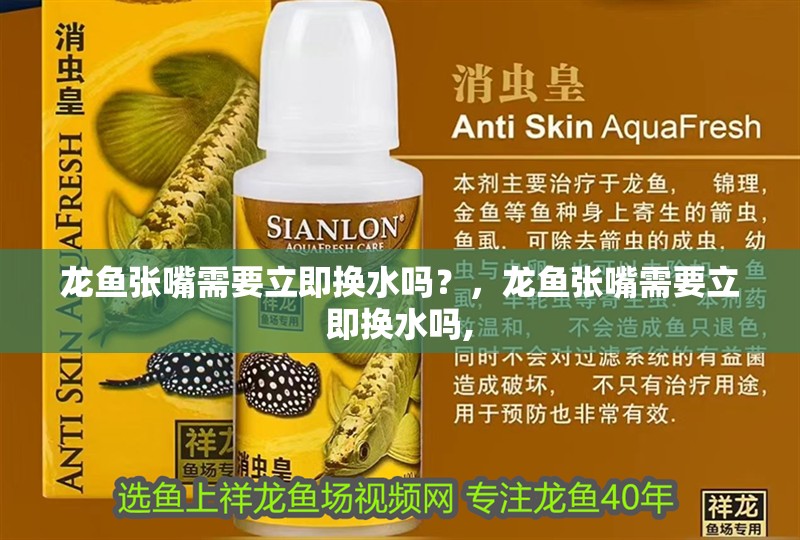龍魚張嘴需要立即換水嗎？，龍魚張嘴需要立即換水嗎,