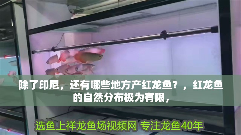 除了印尼，還有哪些地方產紅龍魚？，紅龍魚的自然分布極為有限，
