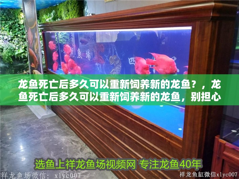 龍魚死亡后多久可以重新飼養新的龍魚?,龍魚死亡后多久可以重新飼養新的龍魚,別擔心,