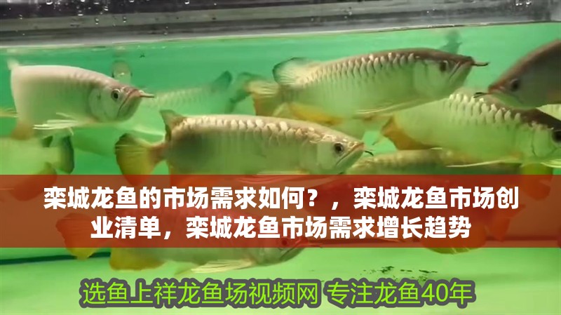 欒城龍魚的市場需求如何？，欒城龍魚市場創業清單，欒城龍魚市場需求增長趨勢