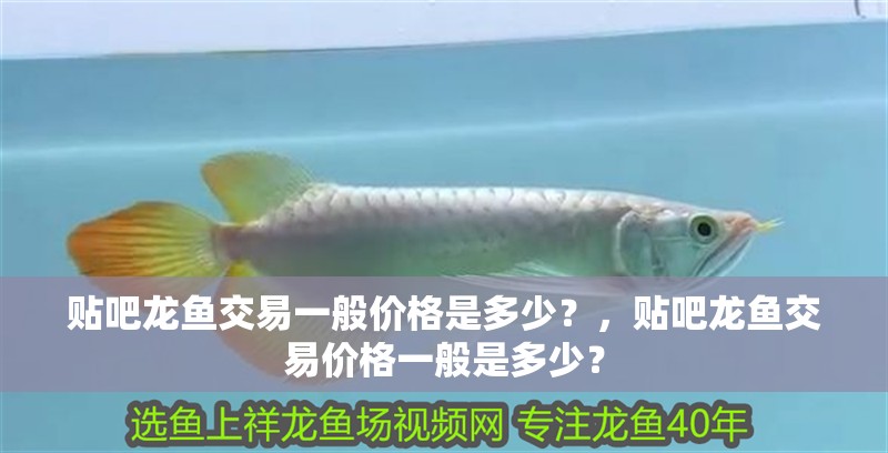 貼吧龍魚交易一般價(jià)格是多少？，貼吧龍魚交易價(jià)格一般是多少？