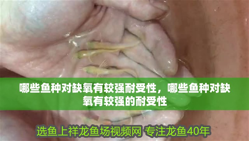 哪些魚種對缺氧有較強耐受性，哪些魚種對缺氧有較強的耐受性