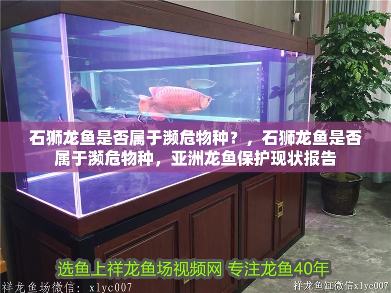 石獅龍魚是否屬于瀕危物種？，石獅龍魚是否屬于瀕危物種，亞洲龍魚保護現狀報告