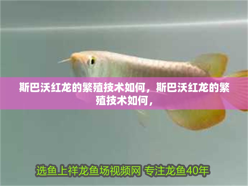 斯巴沃紅龍的繁殖技術(shù)如何，斯巴沃紅龍的繁殖技術(shù)如何，