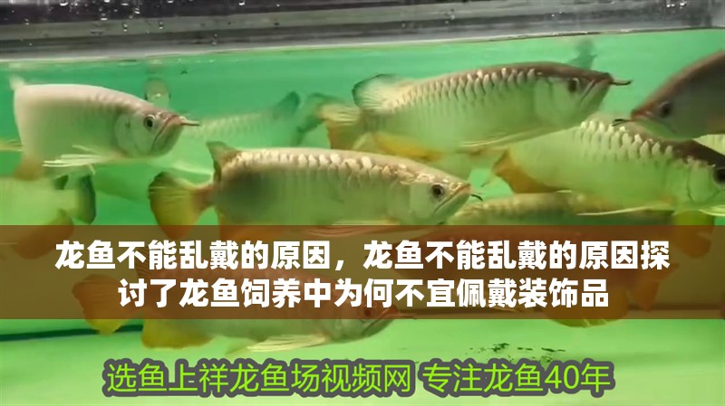 龍魚不能亂戴的原因，龍魚不能亂戴的原因探討了龍魚飼養中為何不宜佩戴裝飾品