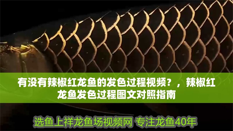 有沒有辣椒紅龍魚的發色過程視頻？，辣椒紅龍魚發色過程圖文對照指南