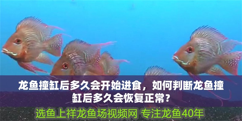 龍魚撞缸后多久會開始進食，如何判斷龍魚撞缸后多久會恢復正常？