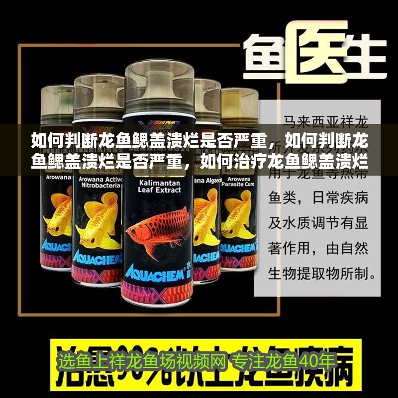 如何判斷龍魚鰓蓋潰爛是否嚴重，如何判斷龍魚鰓蓋潰爛是否嚴重，如何治療龍魚鰓蓋潰爛能自愈嗎