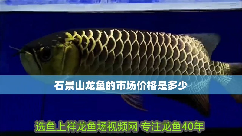 石景山龍魚的市場價格是多少