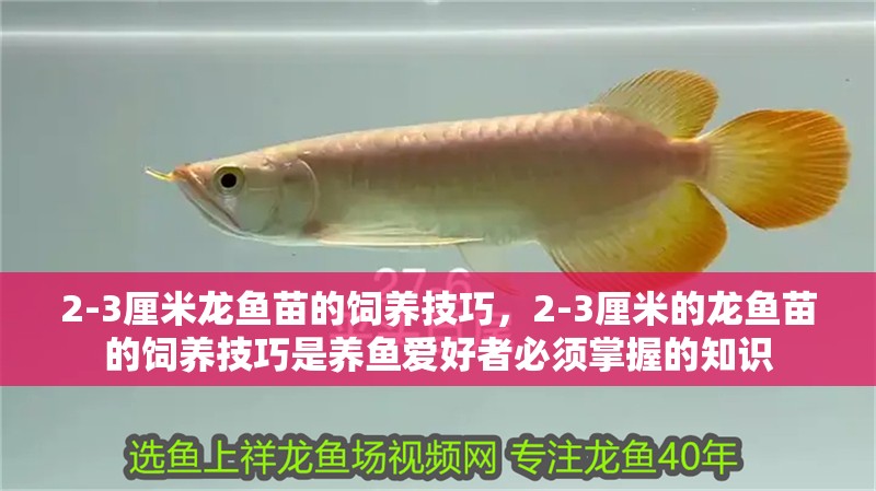 2-3厘米龍魚苗的飼養技巧，2-3厘米的龍魚苗的飼養技巧是養魚愛好者必須掌握的知識