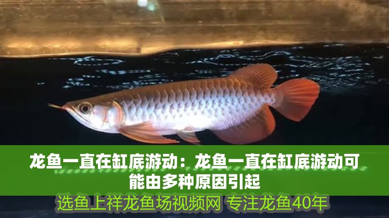 龍魚一直在缸底游動：龍魚一直在缸底游動可能由多種原因引起