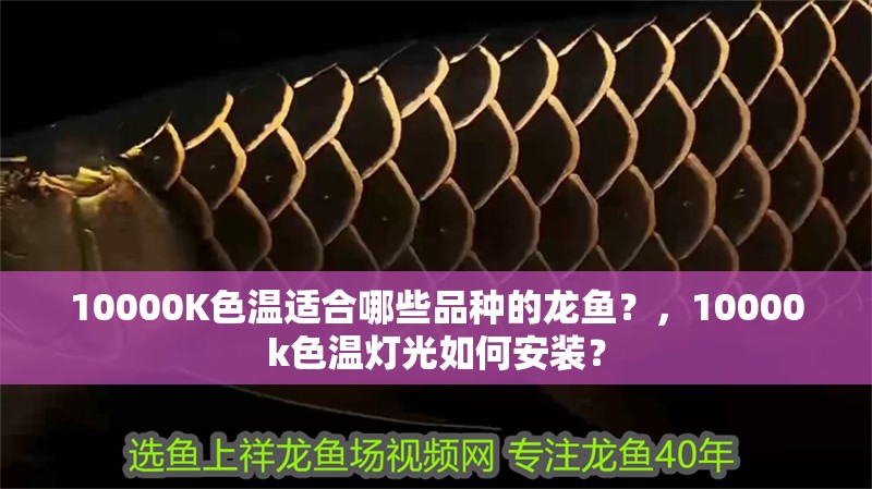 10000K色溫適合哪些品種的龍魚？，10000k色溫燈光如何安裝？