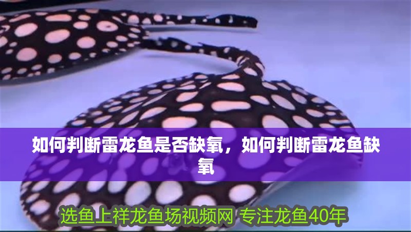 如何判斷雷龍魚是否缺氧，如何判斷雷龍魚缺氧