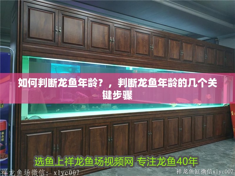 如何判斷龍魚年齡？，判斷龍魚年齡的幾個關鍵步驟