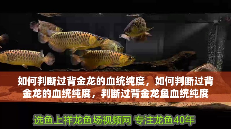 如何判斷過背金龍的血統純度，如何判斷過背金龍的血統純度，判斷過背金龍魚血統純度