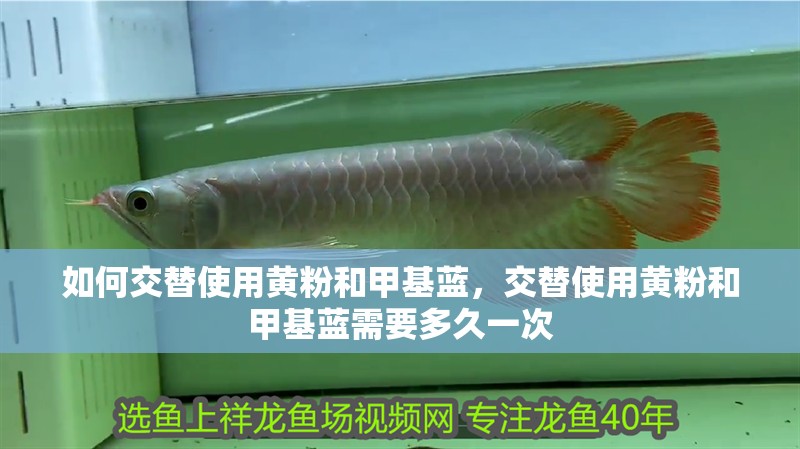 如何交替使用黃粉和甲基藍(lán)，交替使用黃粉和甲基藍(lán)需要多久一次